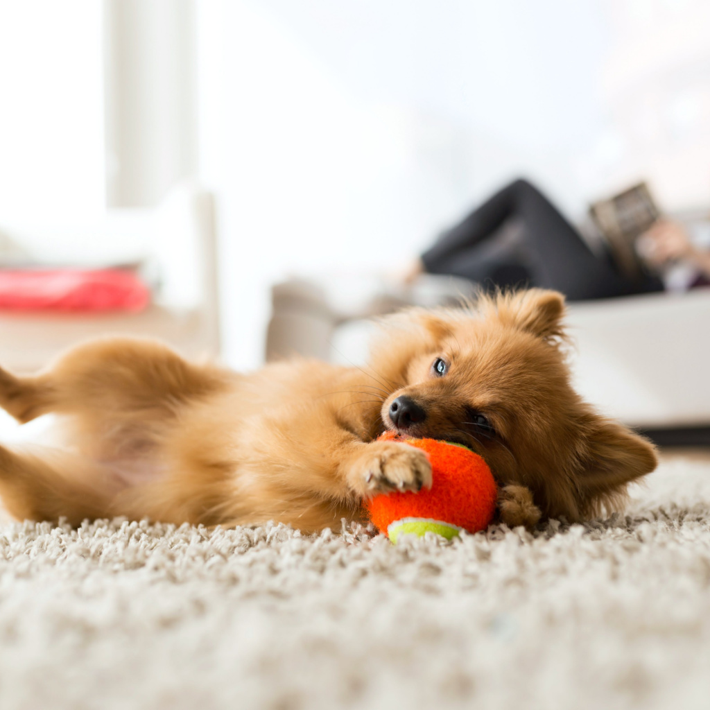 How to Lease a Pet Friendly Apartment